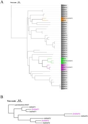 Identification and functional analysis of two serotonin N-acetyltransferase genes in maize and their transcriptional response to abiotic stresses